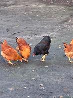 Hanen barnevelder haan dubbel gezoomde groot, Dieren en Toebehoren, Pluimvee, Mannelijk, Kip