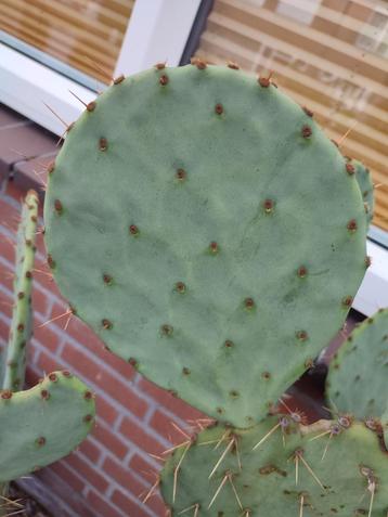 Cactus Schijven Winterhard beschikbaar voor biedingen