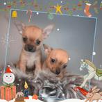 Zeer mooie en kleinblijvende chihuahua pupjes (Raszuiver), Dieren en Toebehoren, Rabiës (hondsdolheid), 8 tot 15 weken, Meerdere