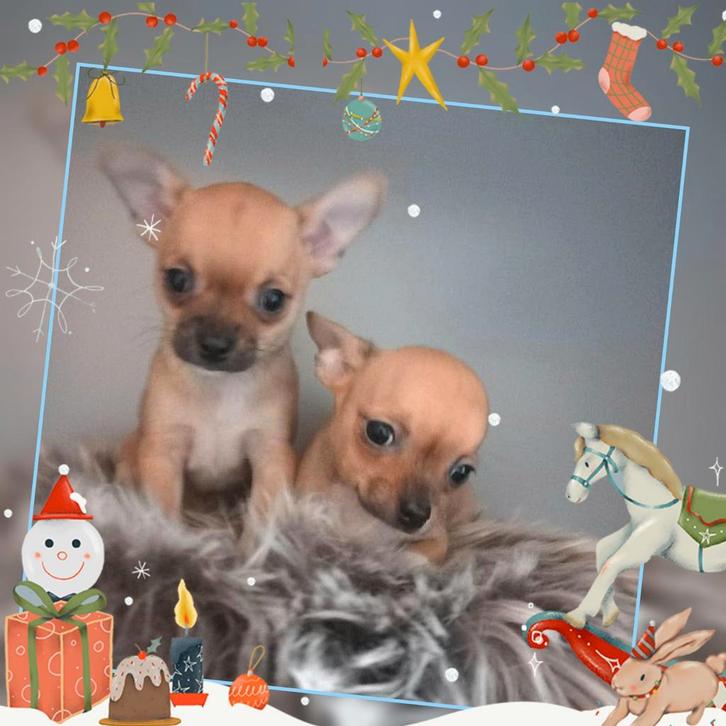 Zeer mooie en kleinblijvende chihuahua pupjes (Raszuiver), Dieren en Toebehoren, Honden | Chihuahua's en Gezelschapshonden, Meerdere dieren