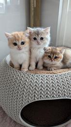 Britse korthaar kittens zeer mooi, Dieren en Toebehoren, Meerdere dieren, Gechipt