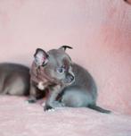 ❤️ Bijzonder Blue teefje en reutje mogen nestje verlaten ❤️, Rabiës (hondsdolheid), 8 tot 15 weken, Teef, Eén hond