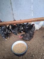 Japanse kriel kippen, Dieren en Toebehoren, Pluimvee, Meerdere dieren, Kip