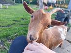 6 dwerggeiten, Dieren en Toebehoren, Schapen, Geiten en Varkens, Mannelijk, Geit