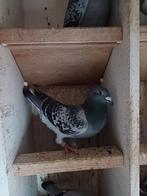 Kras doffer 2025, Mannelijk, Postduif