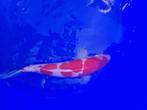 Japanse koi 35-40cm (Marusei Hirasawa), Karper of Koi