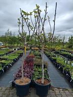 2 x prachtige vijg, vijgenboom ficus carica. €112 pst, Halfschaduw, Ophalen of Verzenden, 100 tot 250 cm, Zomer
