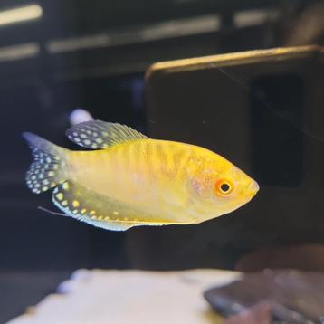 Goudgourami gold - Trichogaster trichopterus beschikbaar voor biedingen