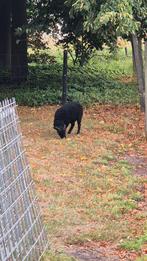 Ouessant schaap, schaapjes, Dieren en Toebehoren, Schapen, Geiten en Varkens, Mannelijk, Schaap, 0 tot 2 jaar