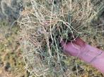 Midibalen 2e snee. Midibalen hooi, Dieren en Toebehoren, Dierenvoeding, Ophalen, Vee