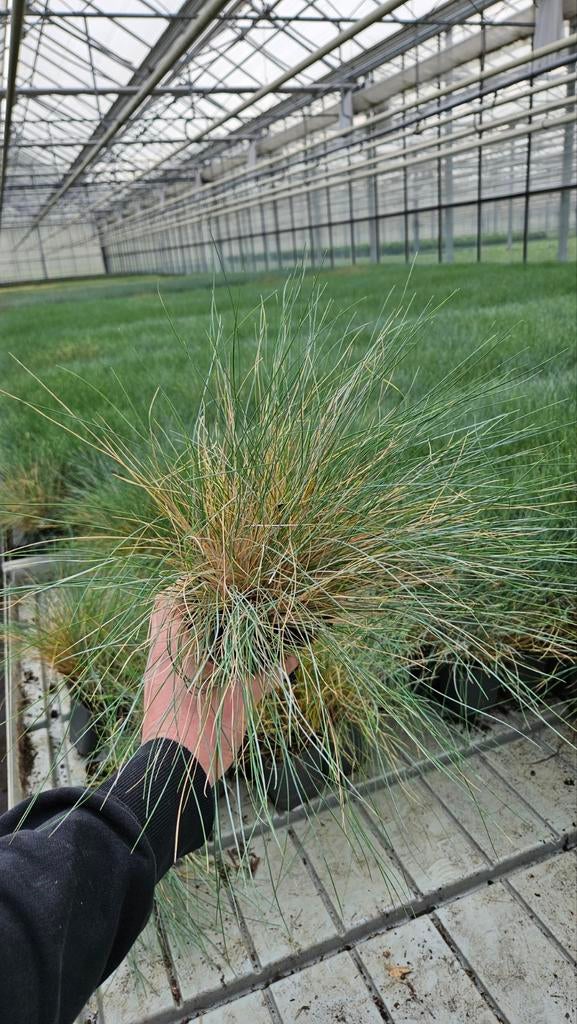 Festuca - Siergras - spotgoedkoop - opruiming groot aantal, Tuin en Terras, Planten | Tuinplanten, Volle zon, Vaste plant, Siergrassen