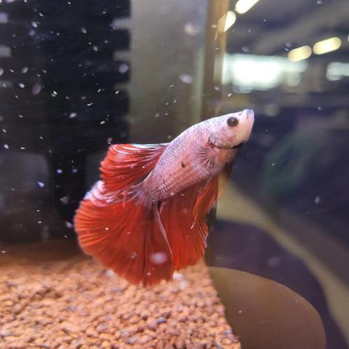 Siamese kempvis platinum red man - Betta splendens, Dieren en Toebehoren, Vissen | Aquariumvissen, Zoetwatervis, Vis