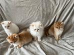 Britse korthaar kittens te koop met stamboom, Dieren en Toebehoren, Katten en Kittens | Raskatten | Langhaar, Meerdere dieren
