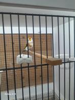 Te koop majoor putter man, Dieren en Toebehoren, Mannelijk, Wildzangvogel