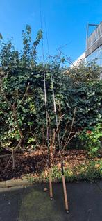 Spro Feeder hengels, Ophalen, Zo goed als nieuw, Werphengel