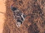 Zweedse bloemkip haan, Dieren en Toebehoren, Pluimvee, Mannelijk