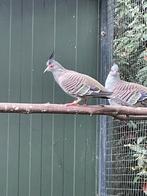 1-1 Austr. Kuifduiven, Dieren en Toebehoren, Vogels | Overige Vogels, Meerdere dieren