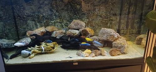 Aquatlantis VOLGA 240 met toebehoren, Dieren en Toebehoren, Vissen | Aquaria en Toebehoren, Leeg aquarium, Ophalen