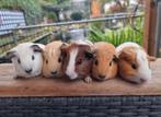 Jonge cavia's erg lief en kinderen gewend, Dieren en Toebehoren, Knaagdieren, Cavia, Meerdere dieren, Tam, Oktober