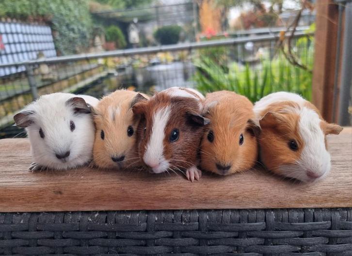 Jonge cavia's erg lief en kinderen gewend, Dieren en Toebehoren, Knaagdieren, Meerdere dieren, Cavia, Oktober, Tam