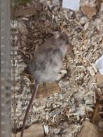 Kleurmuizen, Dieren en Toebehoren, Januari, Meerdere dieren