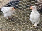 Cochin haantjes, Dieren en Toebehoren, Pluimvee, Mannelijk, Kip