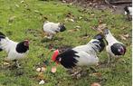 Lakenvelder kriel, 1 haan en 2 hennen, Dieren en Toebehoren, Pluimvee, Meerdere dieren, Kip