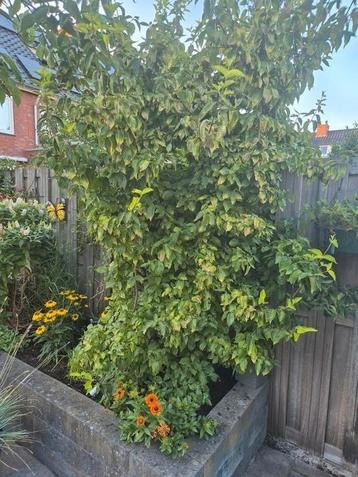 Cornus Mas Aurea of Gele Kornoelje beschikbaar voor biedingen