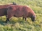 Mooie zware gezonde dek/slacht rammen, Mannelijk, Schaap