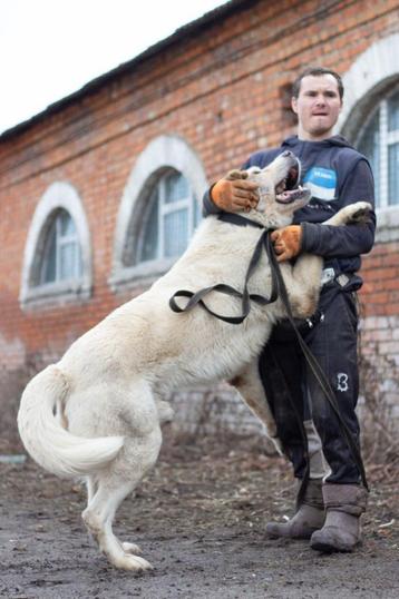 Help Pets Adoptie Hond Alabay Balu uit Oekraine beschikbaar voor biedingen