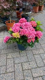 Mooie grote boeren hortensia, Tuin en Terras, Planten | Tuinplanten, Ophalen, Zomer, Overige soorten, Halfschaduw