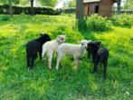 Ouessant rammen, Mannelijk, Schaap, 0 tot 2 jaar