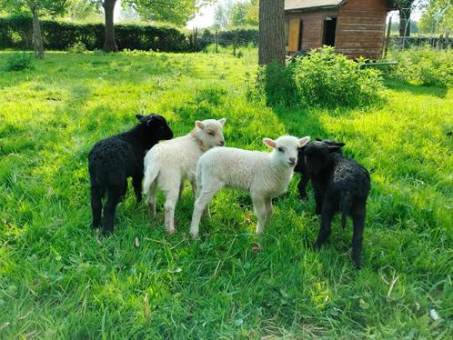 Ouessant rammen, Dieren en Toebehoren, Schapen, Geiten en Varkens, Schaap, Mannelijk, 0 tot 2 jaar