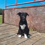 Prachtige Border Collie x Australian Kelpie pups, Dieren en Toebehoren, Honden | Herdershonden en Veedrijvers, Rabiës (hondsdolheid)