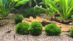 Marimo mosballen, Ophalen of Verzenden, Nieuw, Plant(en), Steen of Hout
