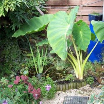 Alocasia Olifantsoor. 2 soorten beschikbaar voor biedingen