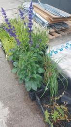 Restpartij beplanting, Ophalen, Zomer