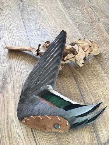 Smudge vleugel / Taxidermie / sjamanisme / opgezet beschikbaar voor biedingen