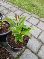 Citroen plant, Tuin en Terras, Planten | Tuinplanten, Ophalen, Zomer, Overige soorten, Volle zon