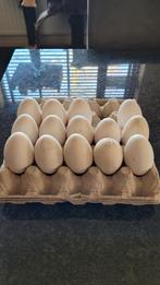 Ganzen eieren 8 stuks, Dieren en Toebehoren