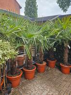Palmbomen diverse soorten/maten: gratis bezorgd om H'sum, Volle zon, Ophalen of Verzenden, 100 tot 250 cm, Zomer