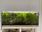 Aquarium en toebehoren in een koop, Ophalen, Gebruikt, Gevuld zoetwateraquarium