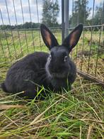 Morris zoekt een huisje (gecastreerd en gevaccineerd), Dieren en Toebehoren, Konijnen, Mannelijk, Klein, 0 tot 2 jaar