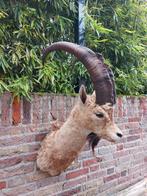 Opgezette kop steenbok taxidermy opgezet bok schedel hoorns, Ophalen, Wild dier, Gewei of Kop