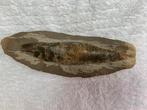 2 grote Vis fossielen versteend, Ophalen, Fossiel
