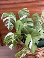 Stek van de Monstera Deliciosa Variegata, Ophalen, Overige soorten, Minder dan 100 cm