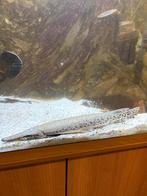 Aquarium roofvis spotted gar, Dieren en Toebehoren, Vissen | Aquariumvissen, Vis, Zoetwatervis