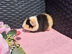 Super mooi jong US Teddy cavia zeugje, Cavia, Vrouwelijk, Mei, Tam