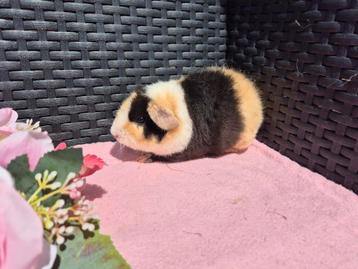 Super mooi jong US Teddy cavia zeugje beschikbaar voor biedingen