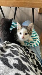 Boerderij kittens, Dieren en Toebehoren, Katten en Kittens | Overige Katten, Kater, Kortharig, 0 tot 2 jaar
